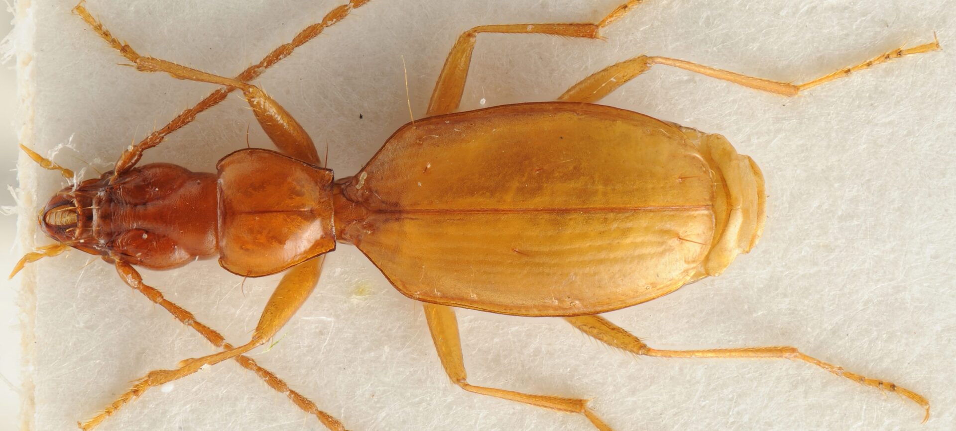image of a long brown beetle