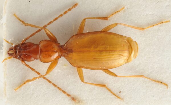 image of a long brown beetle