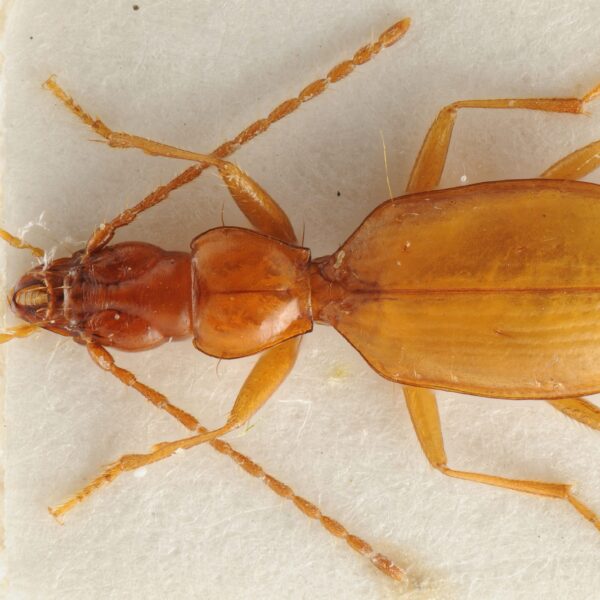 image of a long brown beetle