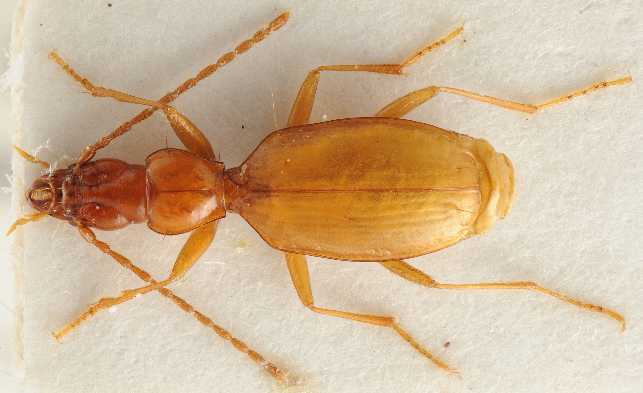 Renaming the 'Hitler Beetle' | Science History Institute
