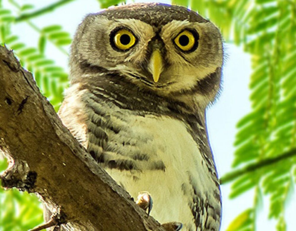 image of a forest owlet in a tree