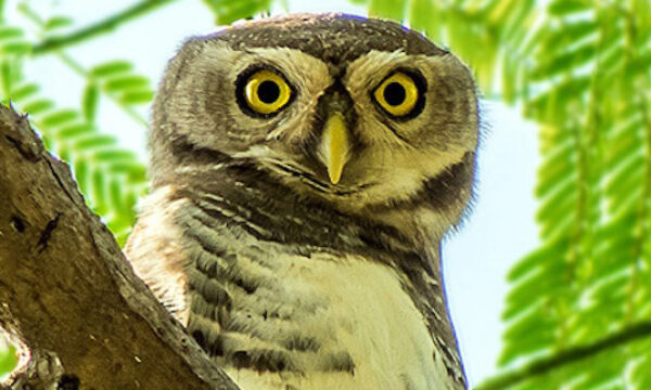 image of a forest owlet in a tree