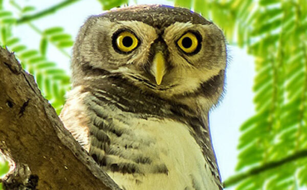 image of a forest owlet in a tree