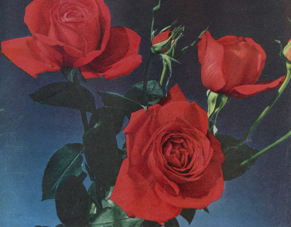 photograph of red roses, blue background