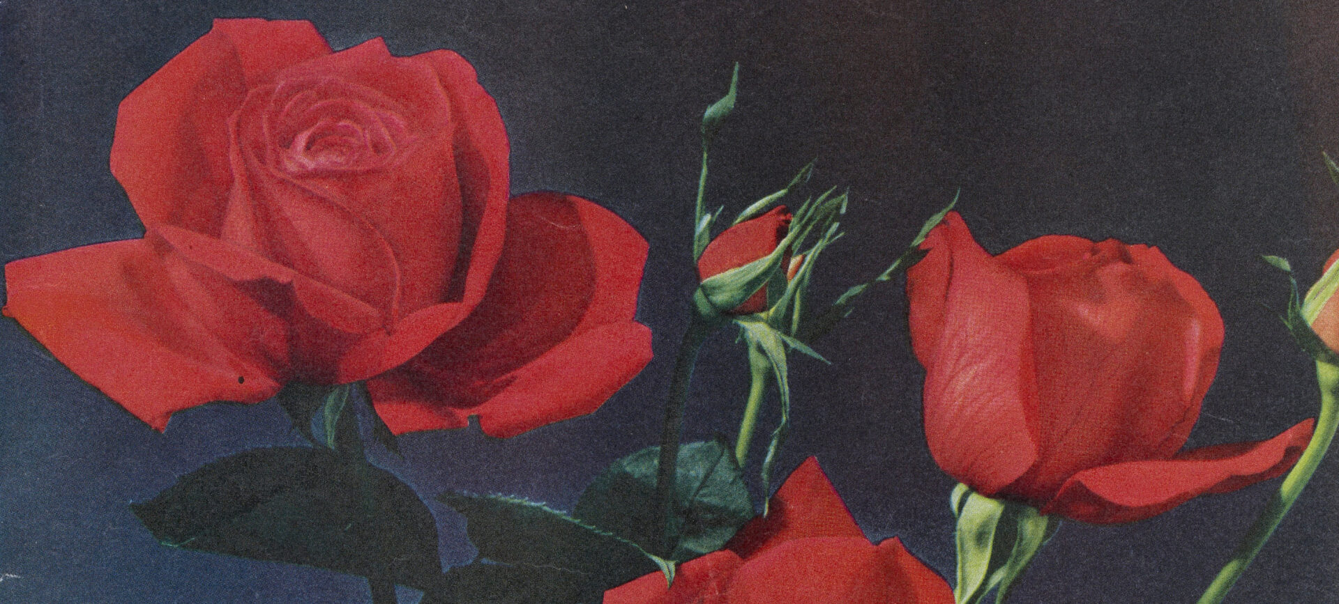 photograph of red roses, blue background