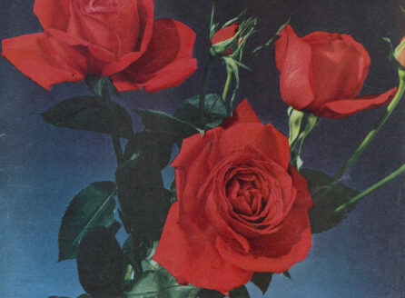 photograph of red roses, blue background