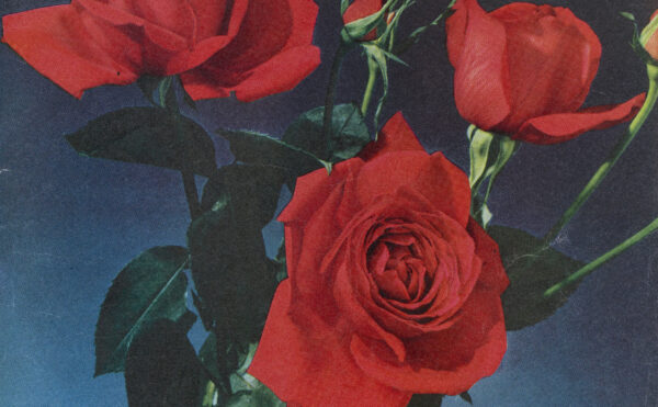 photograph of red roses, blue background
