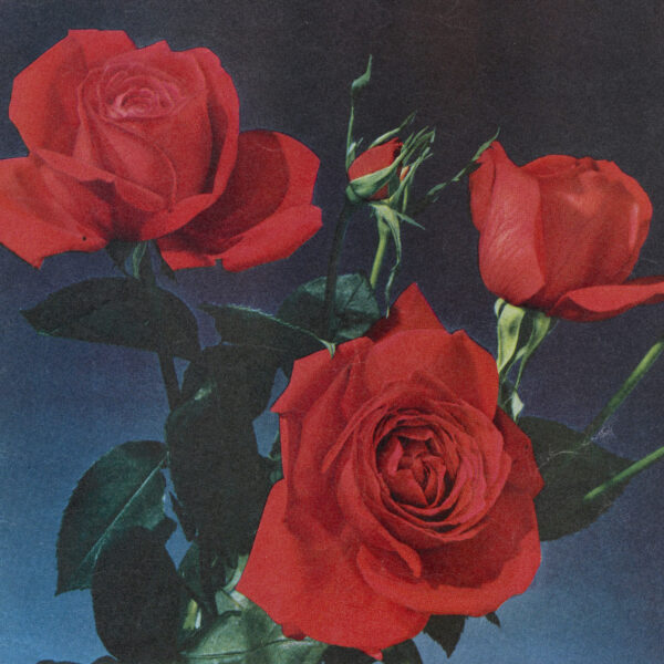 photograph of red roses, blue background