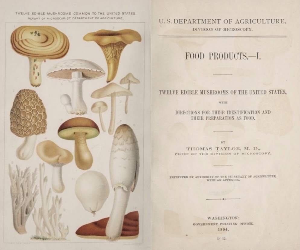 illustrations of various mushrooms from a USDA brochure