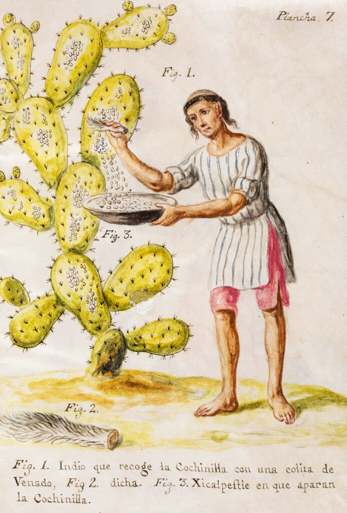 Illustration of man brushing insects off a cactus into a bowl