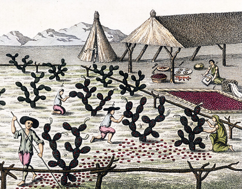 Illustration of farmers harvesting red insects from cacti in a field and drying them