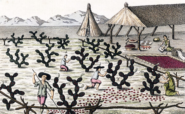 Illustration of farmers harvesting red insects from cacti in a field and drying them