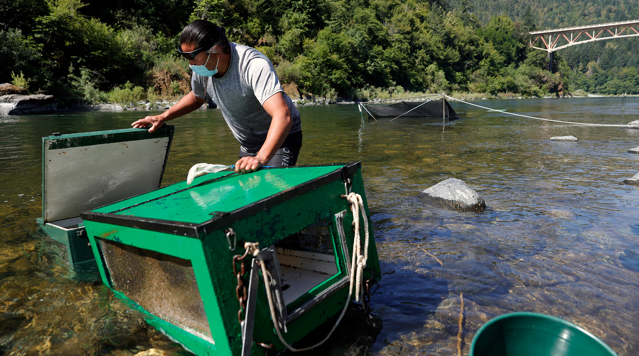 color photograph of a man standing in a river inspecting large green fish traps
