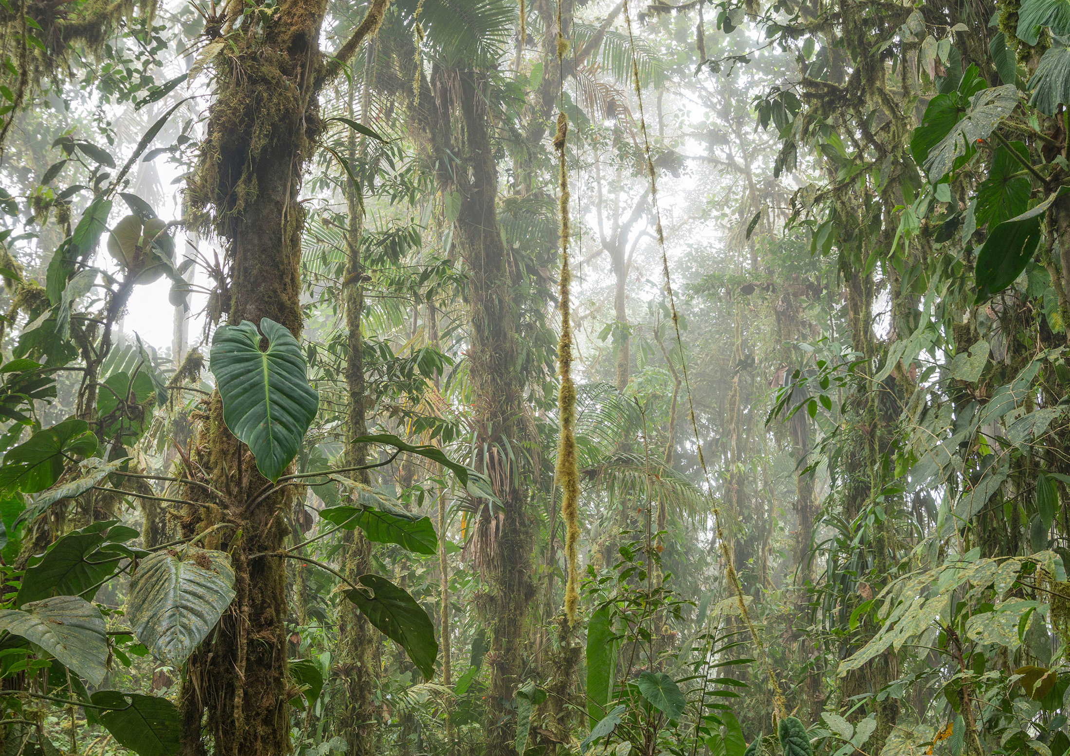 Color photo of a dense, misty cloud forest