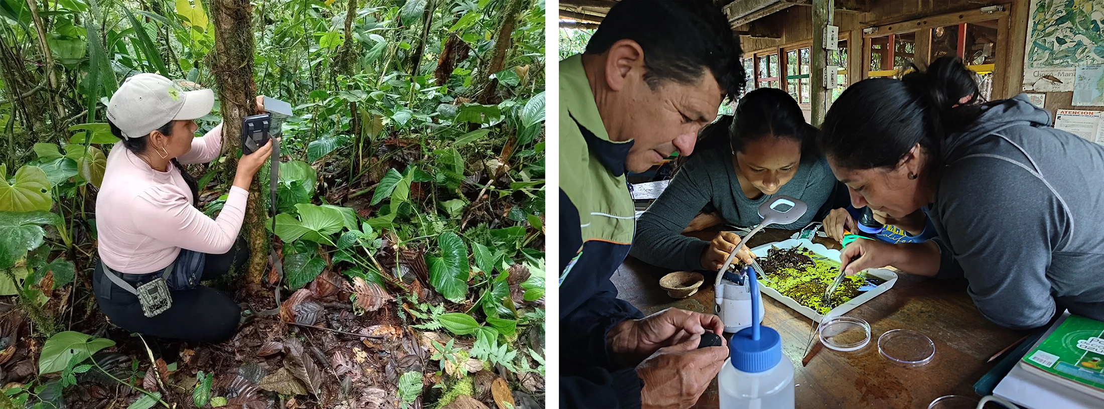 Two photos, on the left, a woman kneeling in a forest installing a device on a tree; on the right, a man and two women inspect vegetation under a desk light