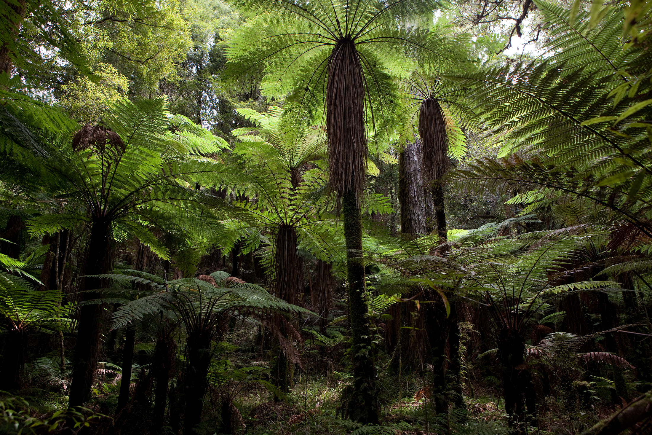 A color photograph of a lush forest scene with tree ferns