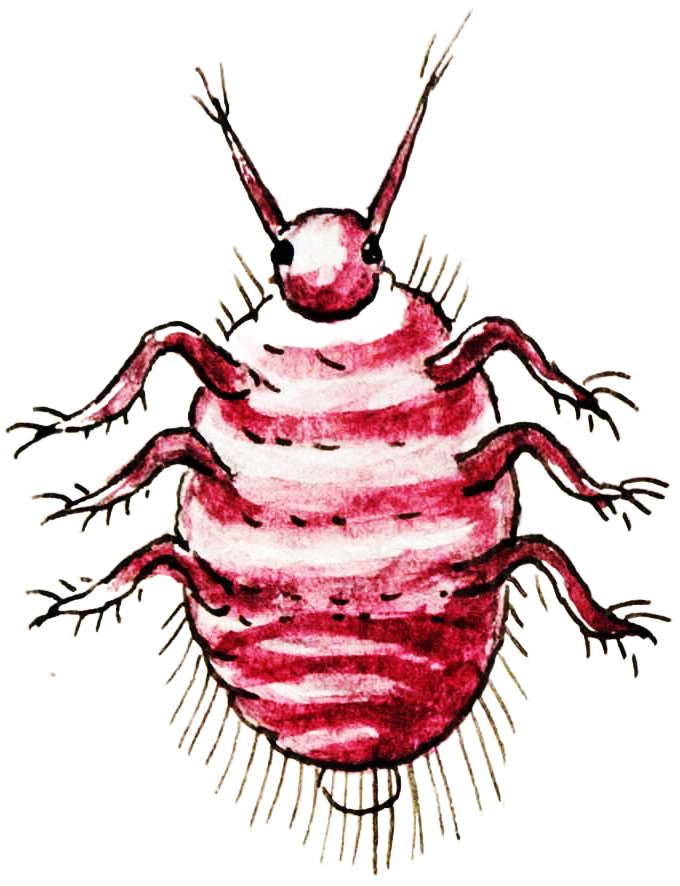 Illustration of a round red insect