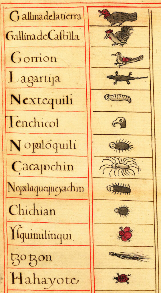 Illustrated chart showing and naming birds, insects, and reptiles: gallina de la tierra, gallina de Castilla, gorrion, lagartiija, nextequili, tenchicol, nopalóquili, cacapochin, nopalaquequeyachin, chichian