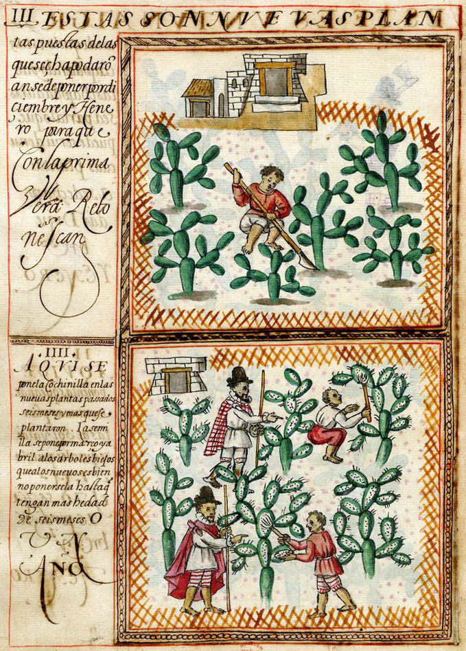 Illustration depicting two scenes of farmers in a field of cacti
