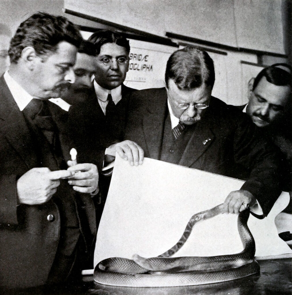 Groups of men standing around a table, using a sheet as a barrier while a snake eats another snake