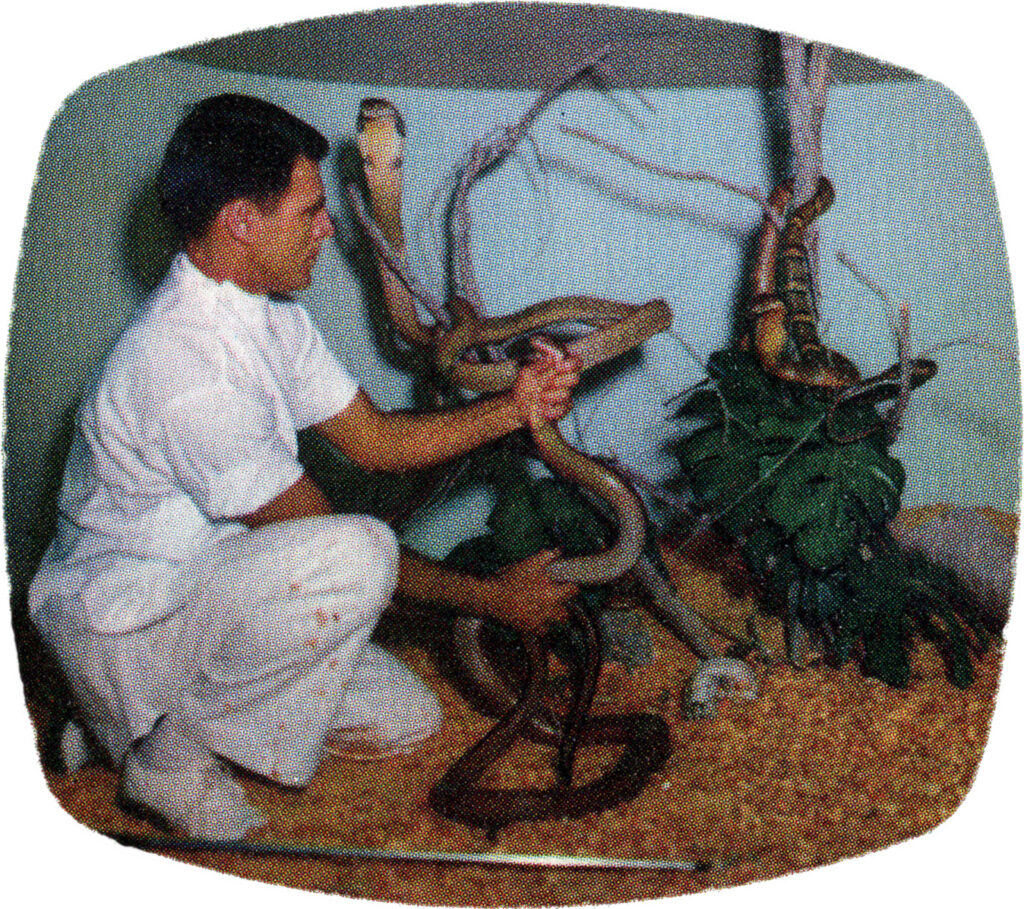 Man handling a cobra inside its enclosure