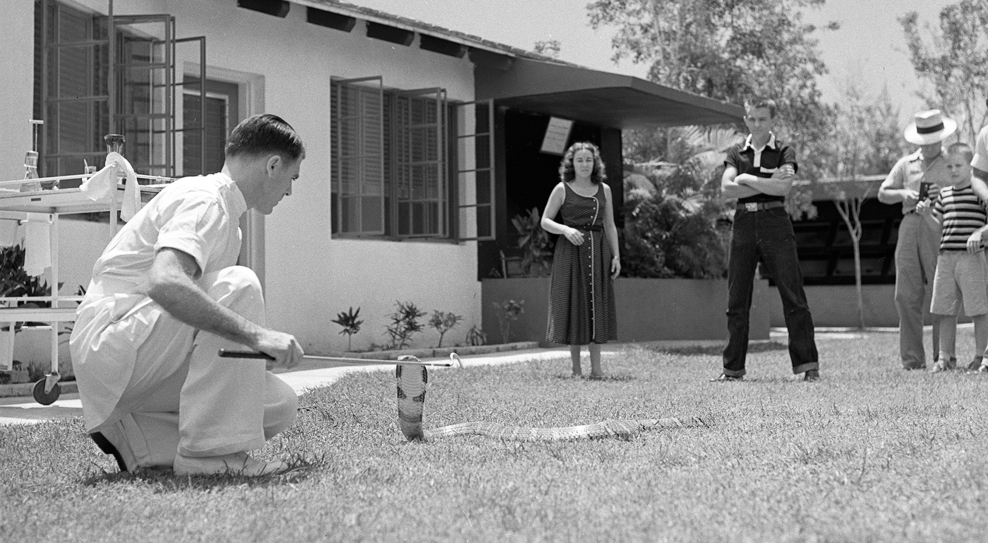 Man holding a snake hook in front of a cobra on a lawn