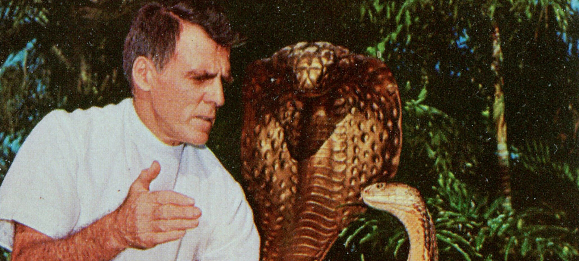 Man holding his hand in front of a cobra’s head. A golden cobra statue is visible in background.
