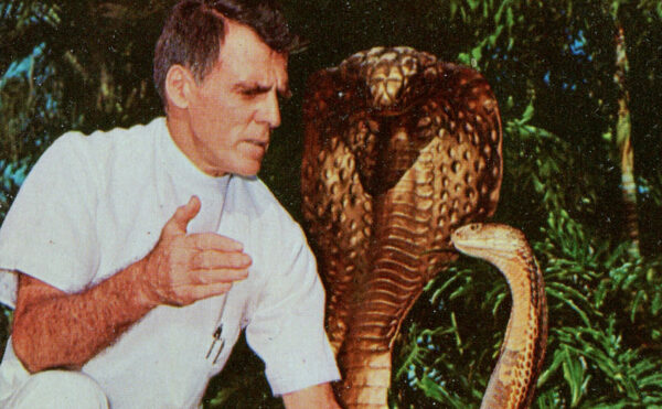 Man holding his hand in front of a cobra’s head. A golden cobra statue is visible in background.