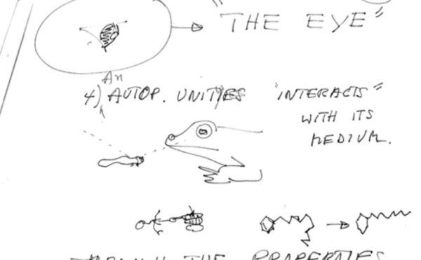 illustrated note about a frog