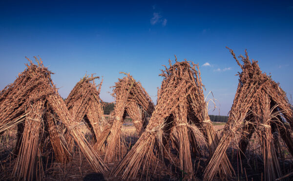 Sésamo seco en manojos en el campo contra un cielo azul profundo