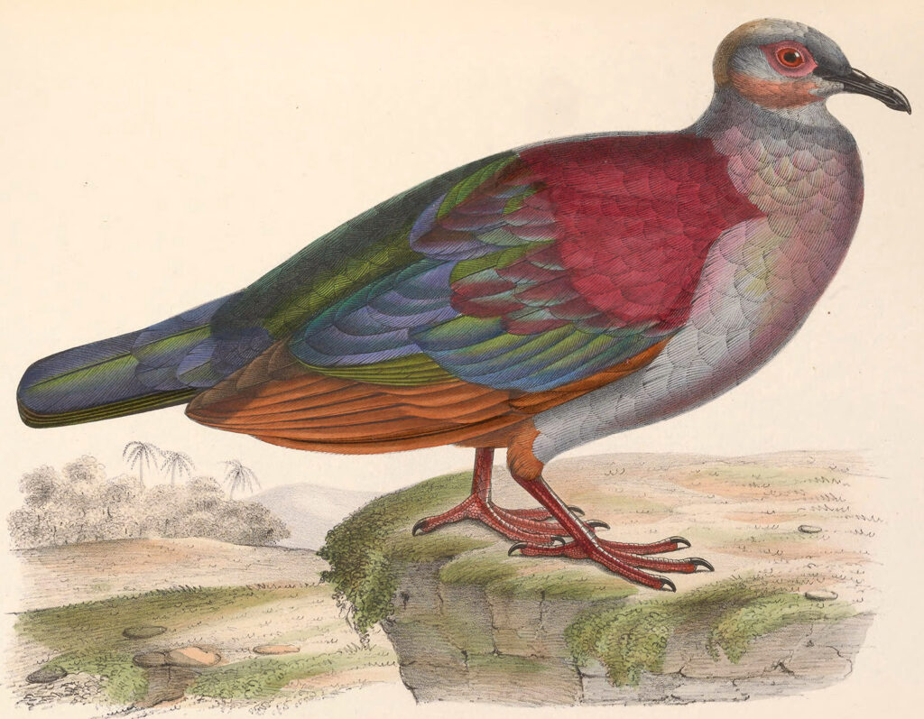 Ilustración de un pájaro colorido