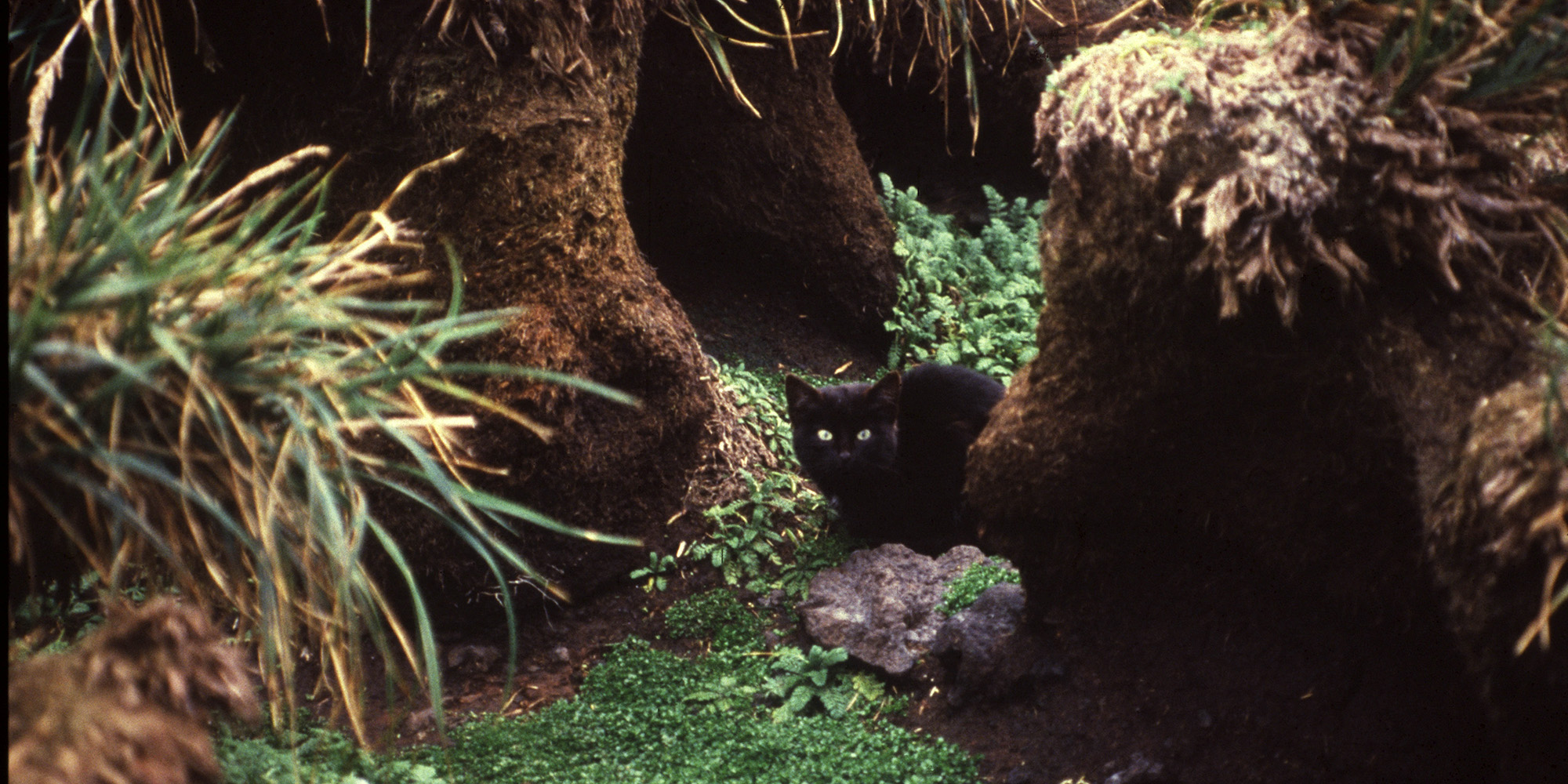 A black cat crouching among warrens and plants