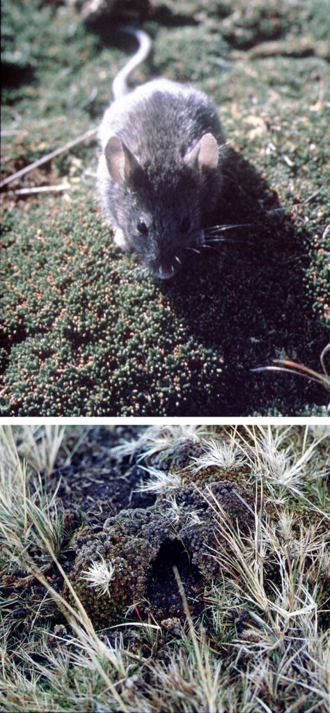 Separate images of a mouse standing on moss and a small hole in grass