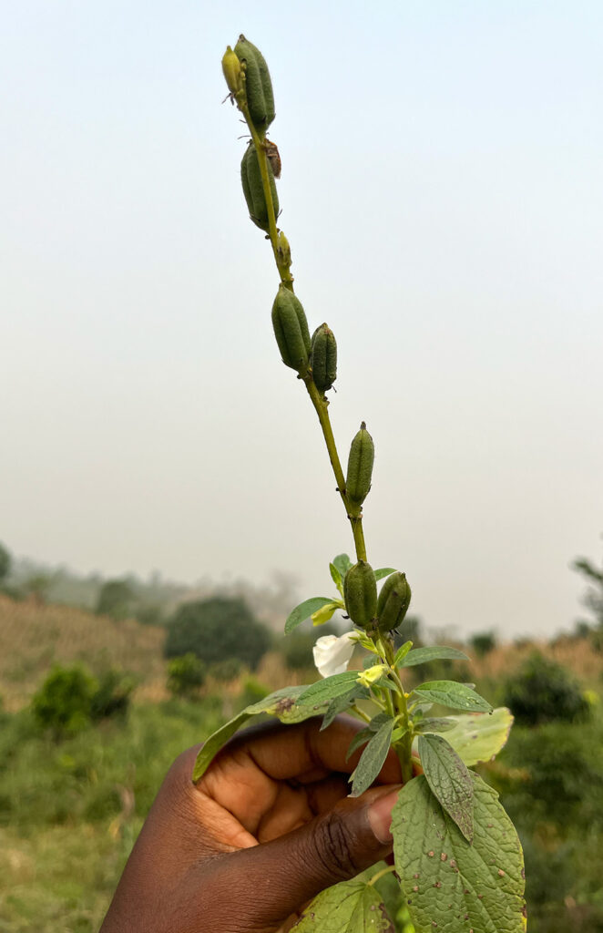 Mano sosteniendo un tallo de sésamo al aire libre