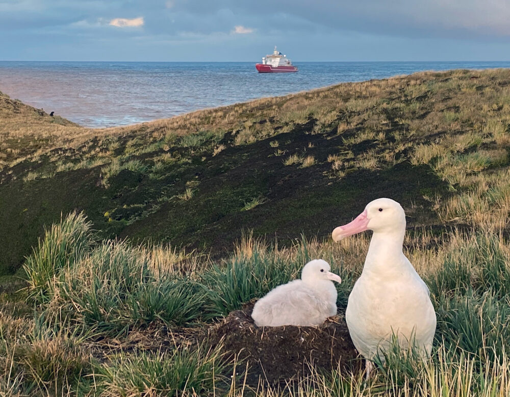 A large white bird standing near a chick on a ground nest with the ocean and a ship are visible in the background.