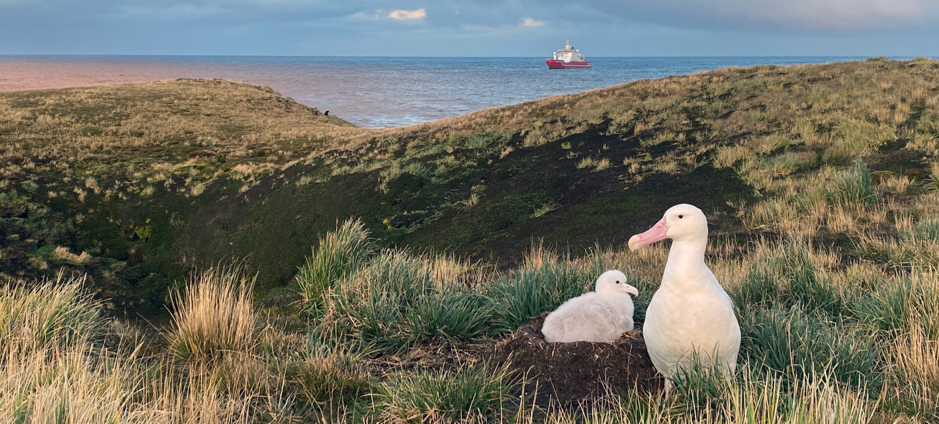 A large white bird standing near a chick on a ground nest with the ocean and a ship are visible in the background.