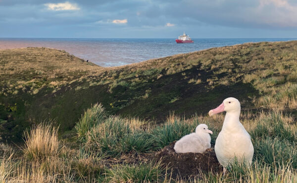 A large white bird standing near a chick on a ground nest with the ocean and a ship are visible in the background.