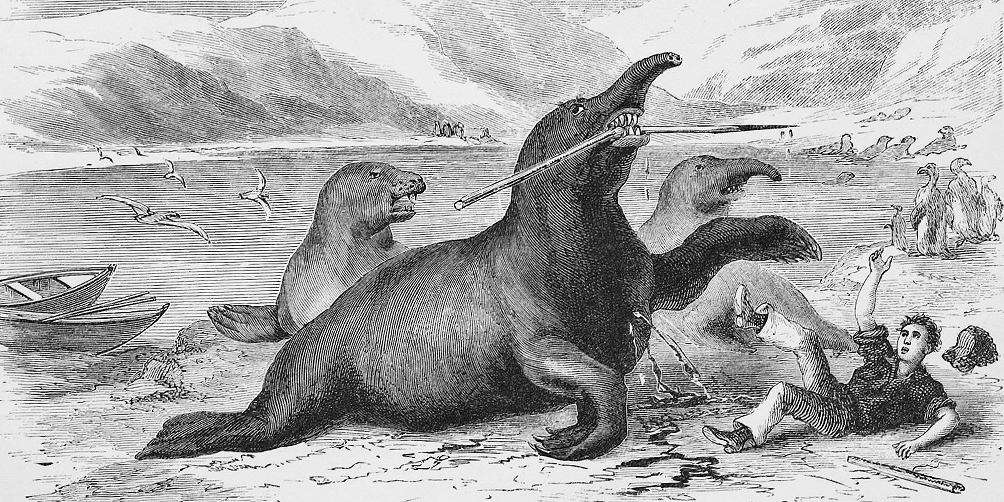 Engraving of a man on his back on a rocky beach with a wounded seal hovering over him