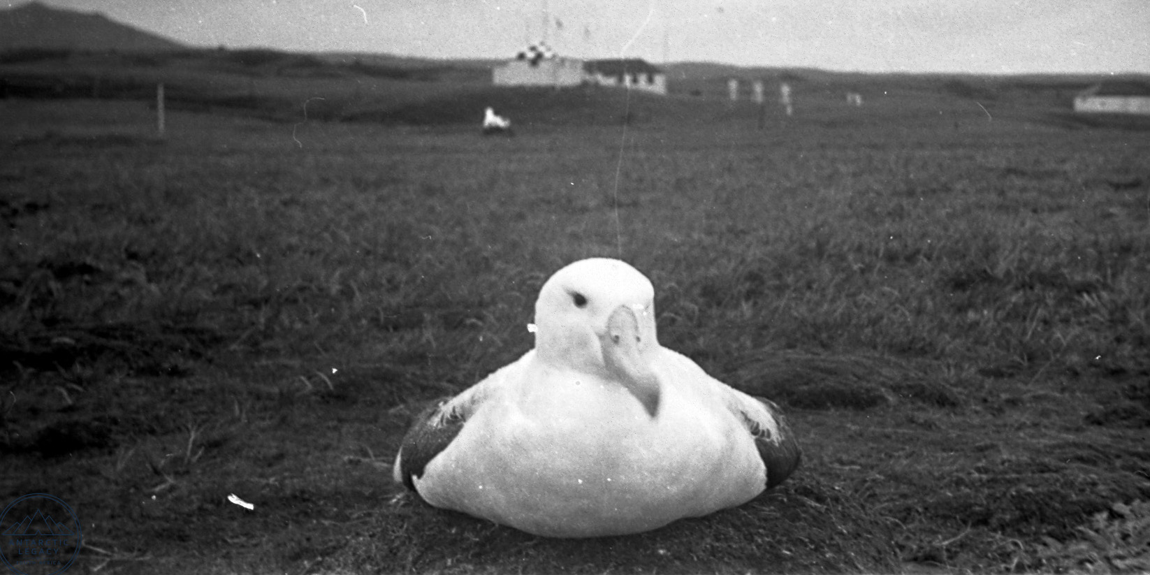 A large white bird nesting on the ground. A small building is visible in the background