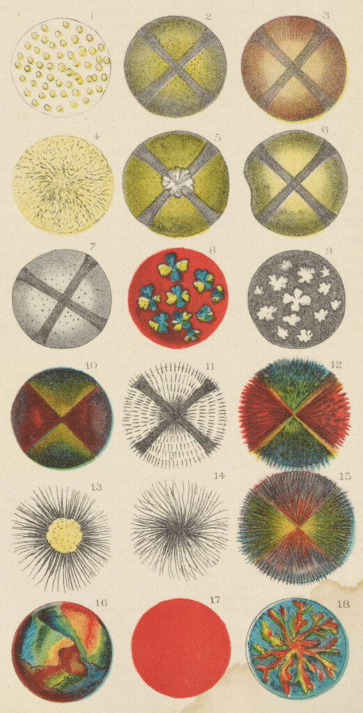 Dieciocho ilustraciones en color de estudios microscópicos