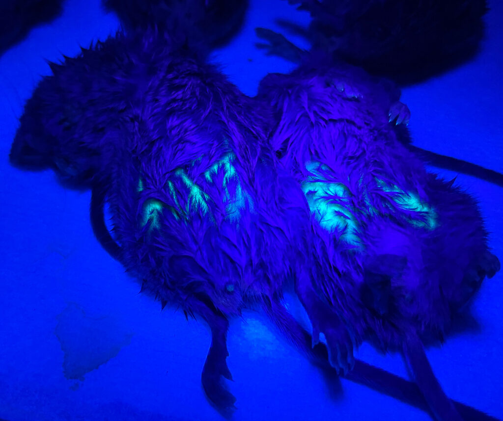 Two dead mice on a table with glowing green abdomen