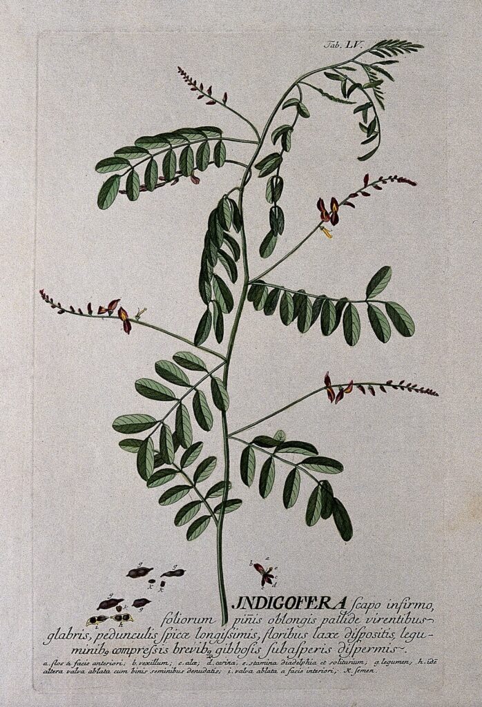 illustration of an indigofera plant