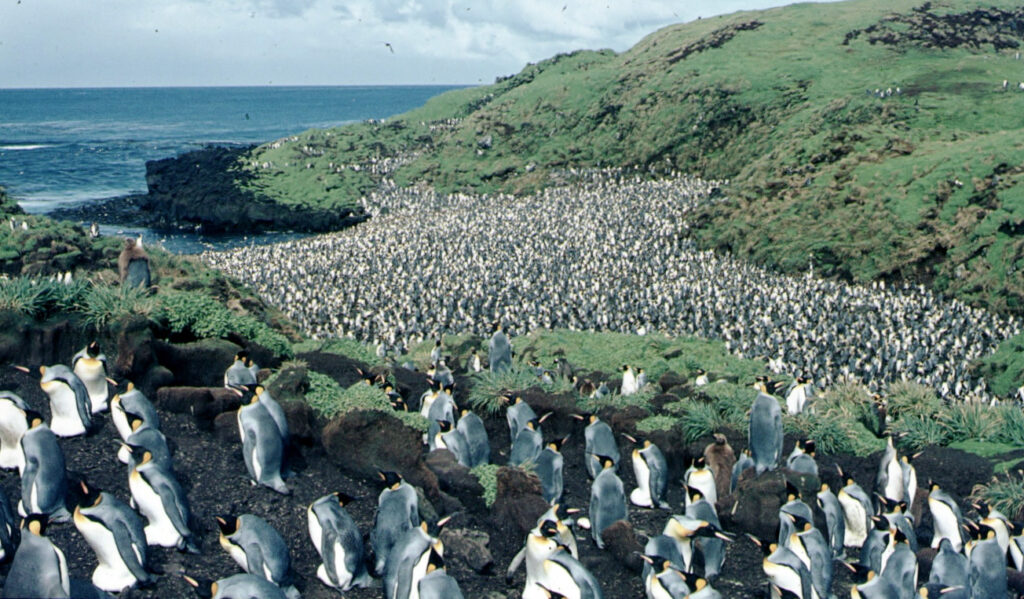 Penguins crowding a beach and hillside