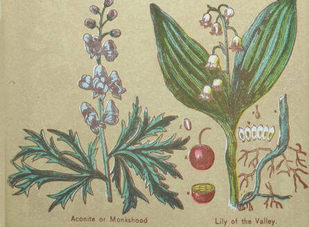 illustrated book page with various floral plants