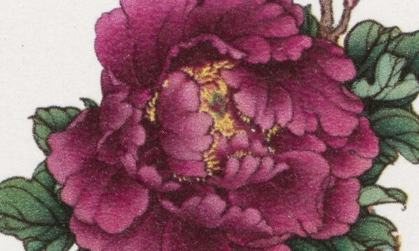 postage stamp featuring a reddish purple peony