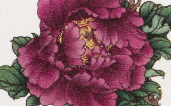 postage stamp featuring a reddish purple peony