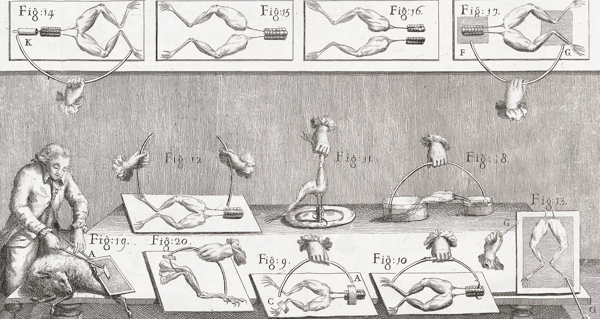 Illustration of man attaching electrical equipment to a lamb corpse on a table. The table also contains numerous pairs of frogs’ legs with various electrical instruments attached.