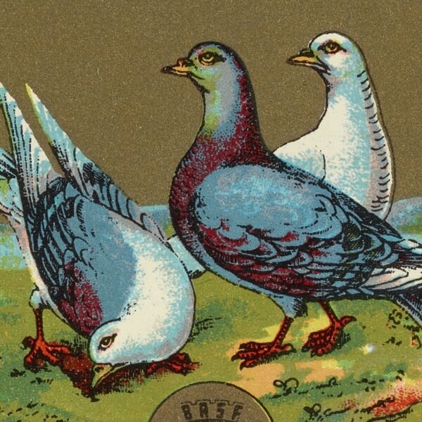 illustration of pigeons
