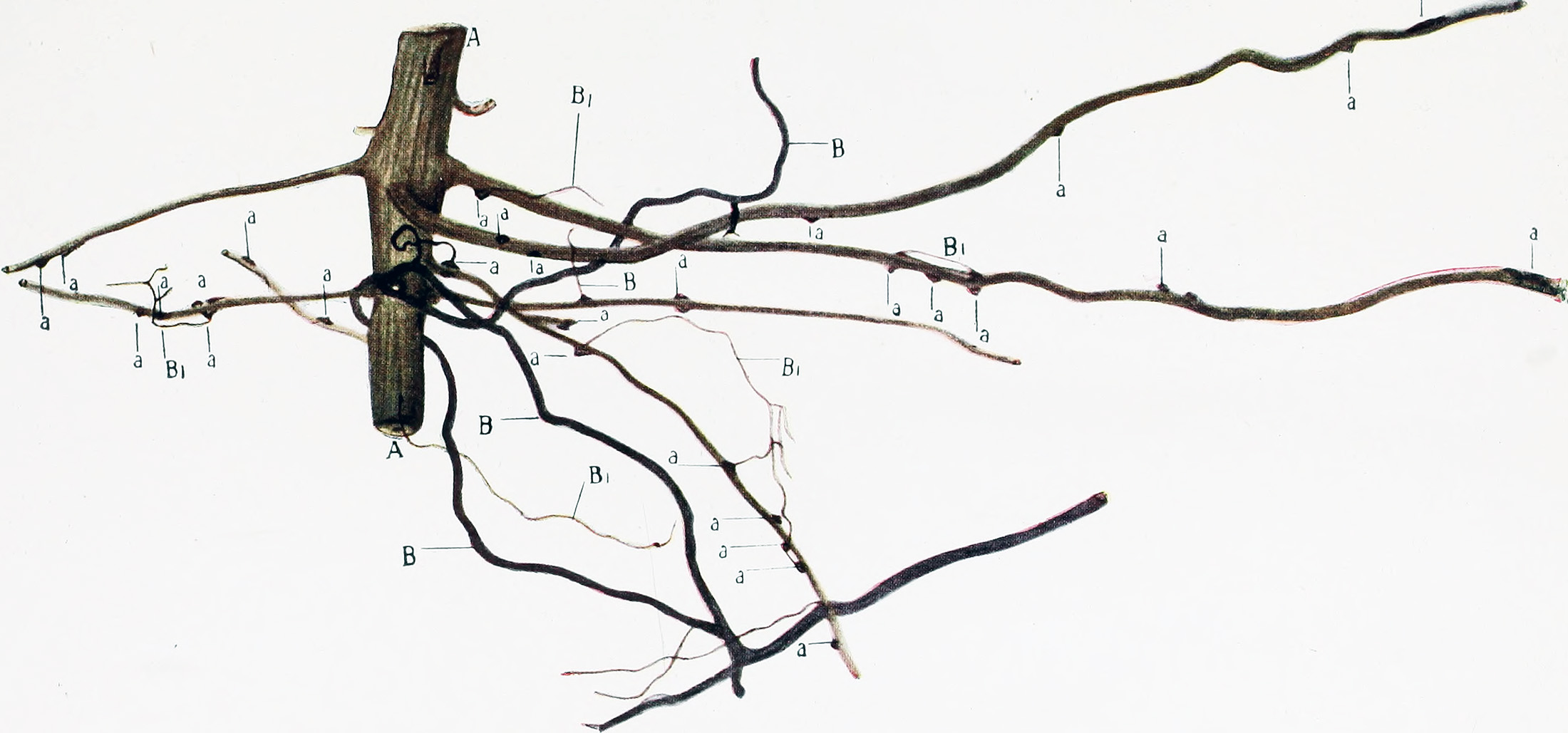 Illustration of intertwined tree roots with markers identifying different species
