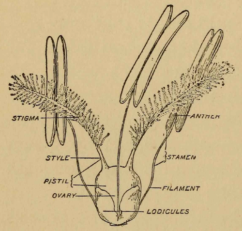 Diagram of grass flower from Mary Agnes Chase’s First Book of Grasses, 1922
